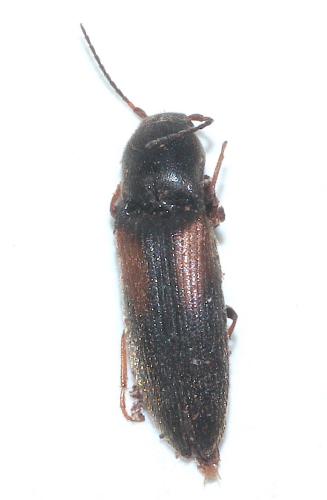 Idolus picipennis